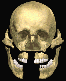 Animation of full mouth and facial reconstruction parts fitting together